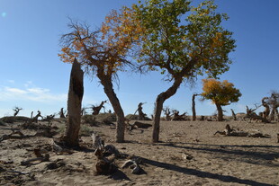 沙漠枯树林的独特景观