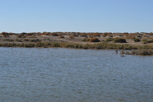 宁静水域与岸边景致
