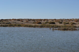湖畔风光 宁静水岸景色