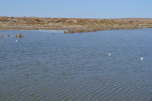 广阔水域上的白色飞鸟