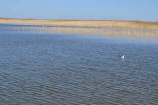 平静湖面的孤独飞鸟