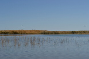 宁静水域与摇曳芦苇