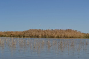 宁静湖面旁的芦苇丛