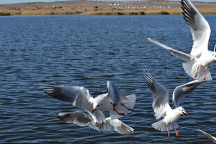 湖畔群鸥飞舞