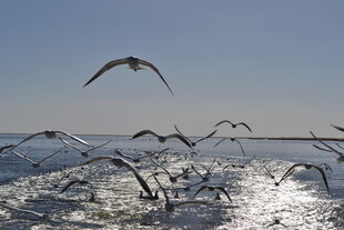 海面上群鸟飞翔的美丽景象
