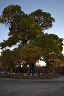 夕阳下的繁茂大树