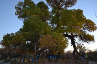 秋日挺拔树木景观