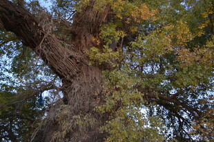 古老粗壮的参天大树
