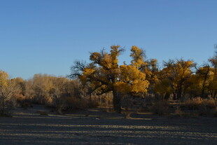 秋日旷野中的金黄树木