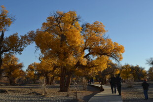 秋日胡杨林漫步