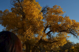 秋日赏金黄树木的背影