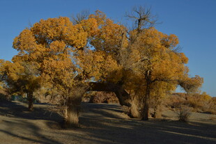 秋日胡杨林美景