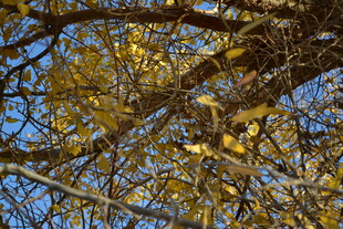 秋日树枝上的金黄树叶