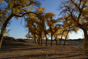 秋日金黄树林美景