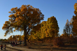 秋日金黄树林美景