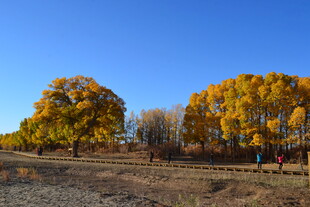 秋日金黄树林美景