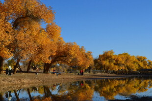 秋日湖畔金黄树木美景