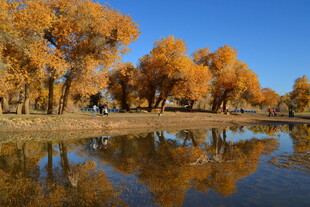 秋日湖畔金黄树林美景