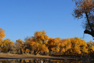 金秋胡杨林美景