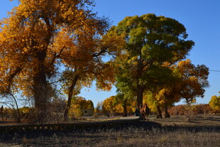 秋日金黄树林美景