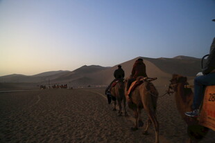 沙漠驼队漫步黄昏时分