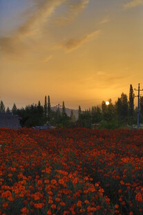 夕阳下的绚烂罂粟花田