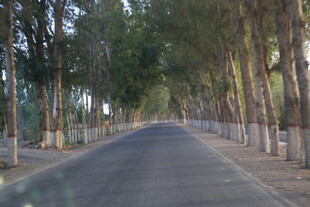 林荫大道 静谧的林间之路