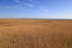 广袤金色草原 蓝天相伴