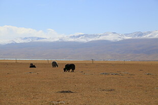 草原上的牦牛群