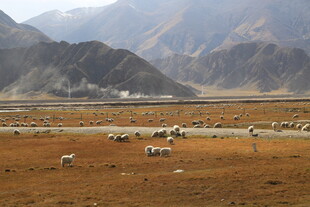 草原羊群与远山美景