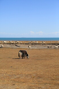 草原上的马匹悠然吃草