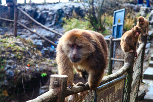猴在围栏上活动