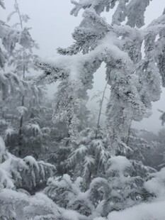 雪覆松枝的冬日美景