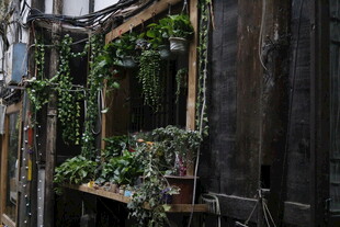 老旧建筑中的绿植角落