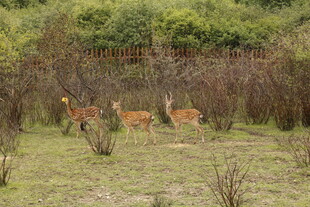 草地上的几只小鹿