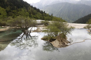 山间溪流旁的独特树木景观