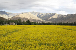 金黄花海映衬远处山脉