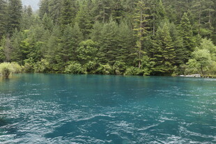 清澈蓝湖旁的葱郁森林