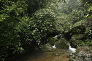 山林间的溪流与白鹭