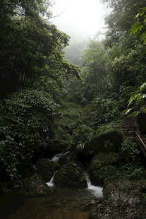 迷雾中的山间溪流