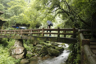 山林木桥间的悠然徒步