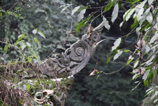 树枝上的蜷曲藤蔓植物