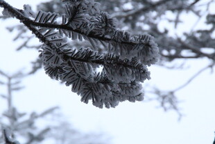 雪覆松枝的冬日景致