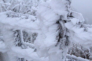 雪覆树枝的冬日美景