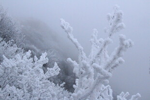 雾凇覆盖的山林美景