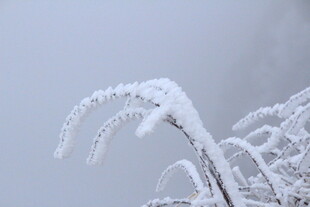 雪覆植物 晶莹冬日景象