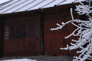 雪覆木屋 枝头挂霜美景