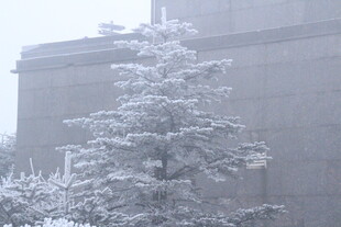 雪中银装素裹的树木