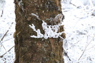 雪覆树干的冬日景致