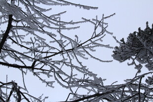 冬日枝头覆霜景象